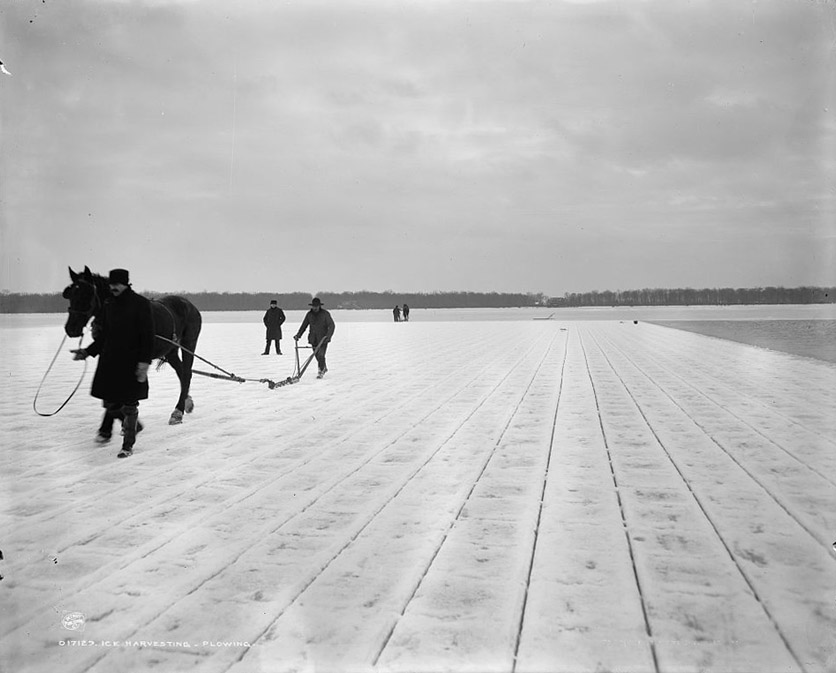 Use of horses harvesting ice