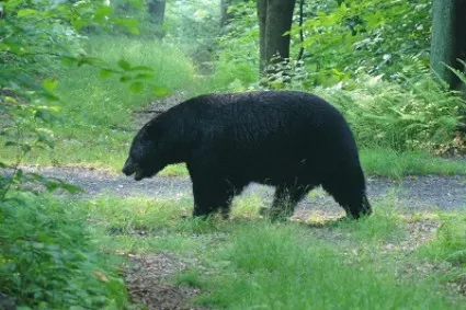 Black Bear in the Forest