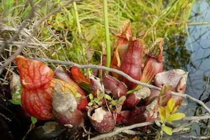 Pitcher Plants in the Bog