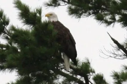 Bald Eagle in the Pines