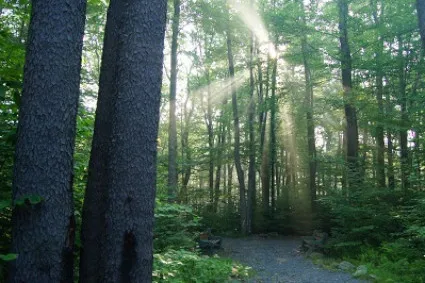 Morning Sunlight Through the Forest