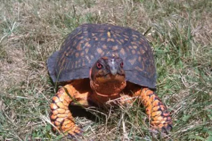 Eastern Box Turtle